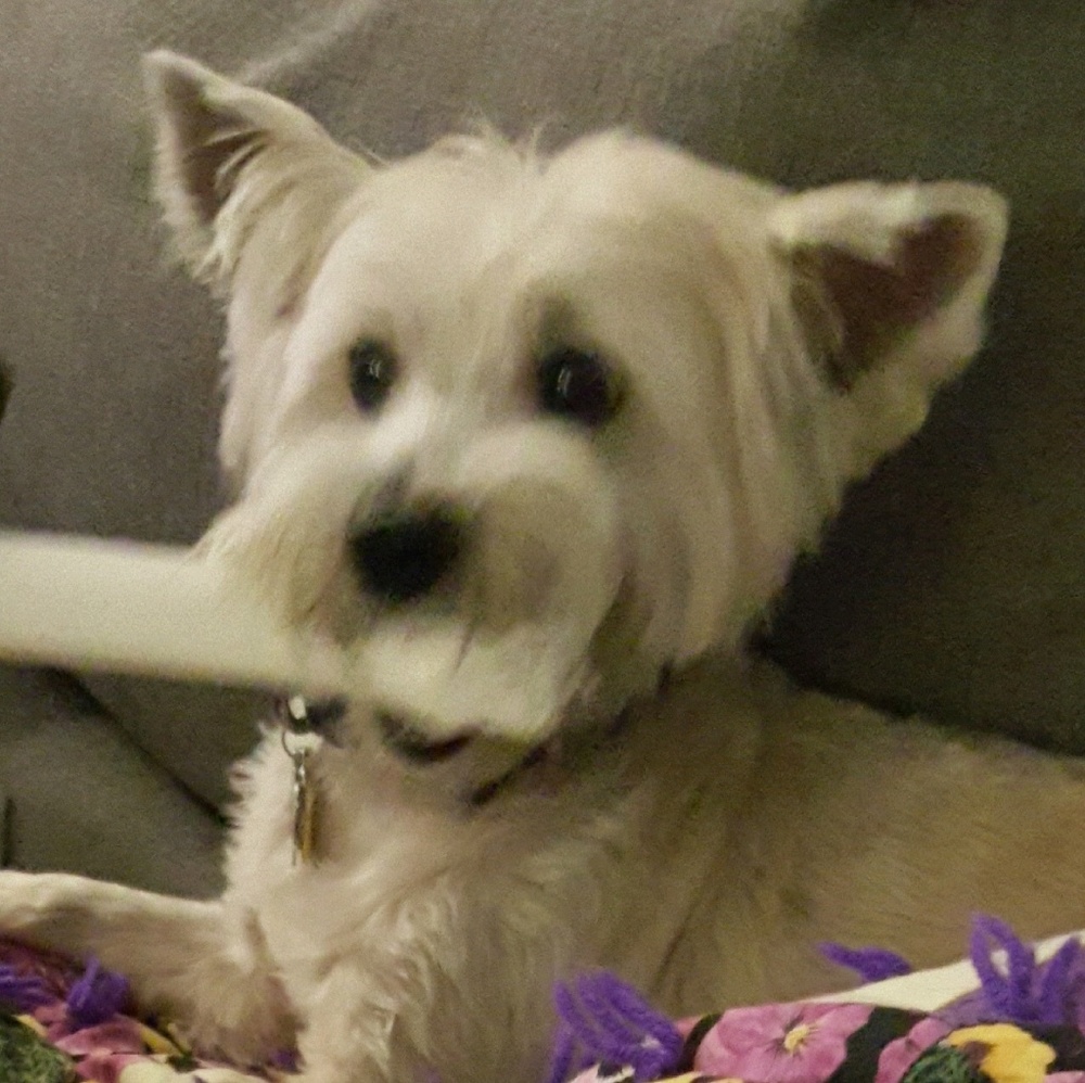 Meet your Posher, Odell